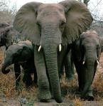 afwld007-africanelephants-momnbabies-walking_in_lineup